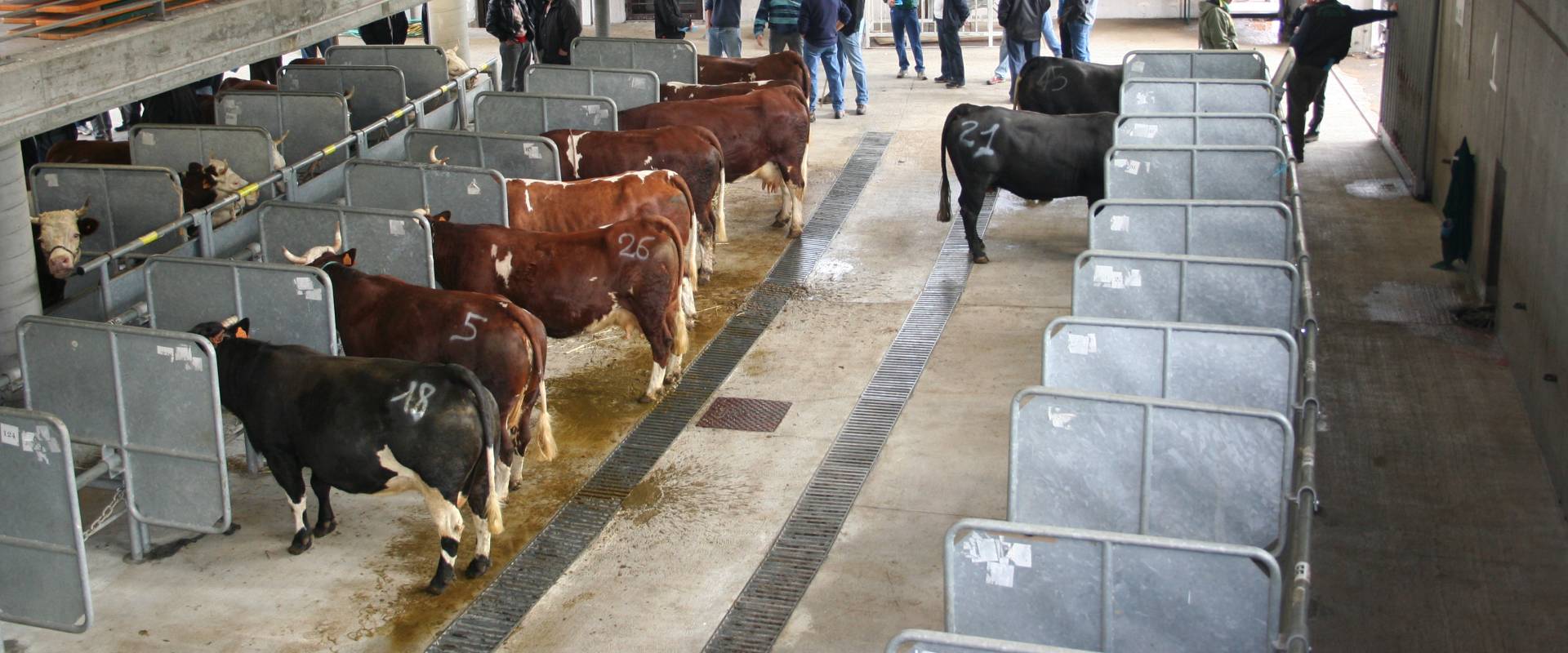 mercato vacche razza valdostana 2016 (foto AREV)