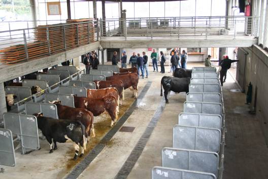 mercato vacche razza valdostana 2016 (foto AREV)