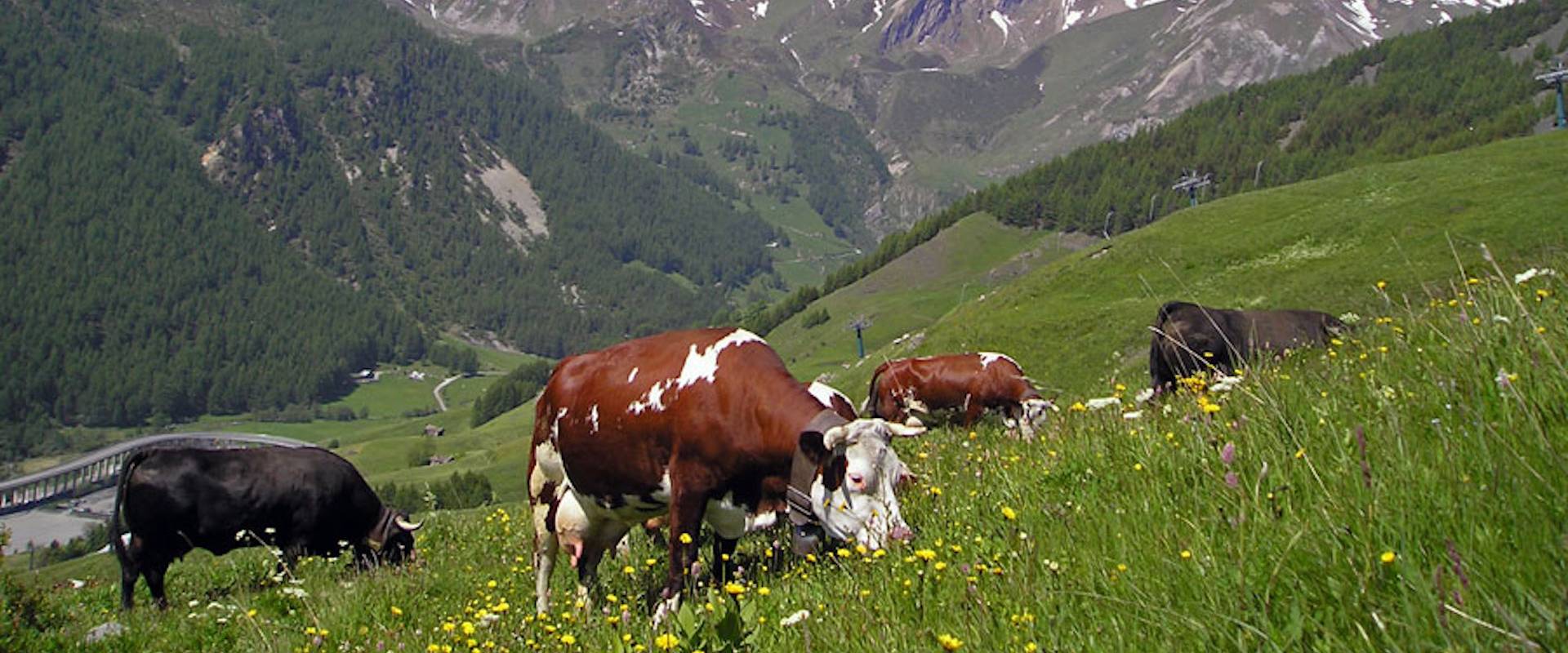Allevamento bovini in Valle d'Aosta