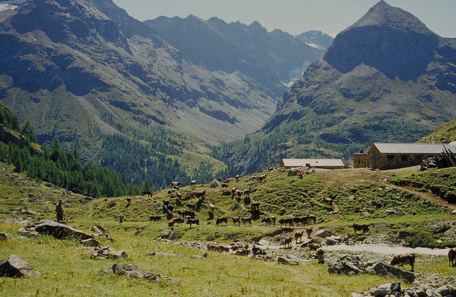 Pascoli della Valle d'Aosta