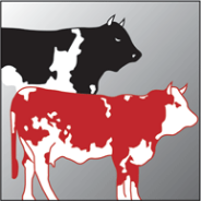 Icona Carne bovina di razza valdostana