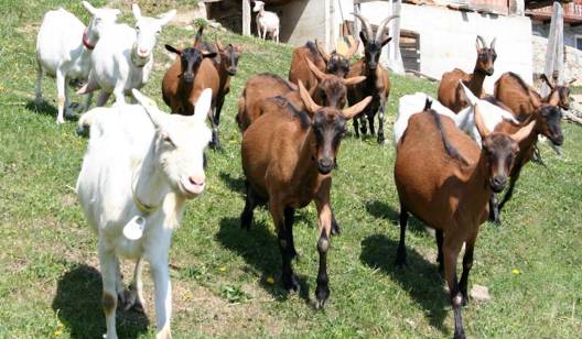Allevamento di capre in Valle d'Aosta